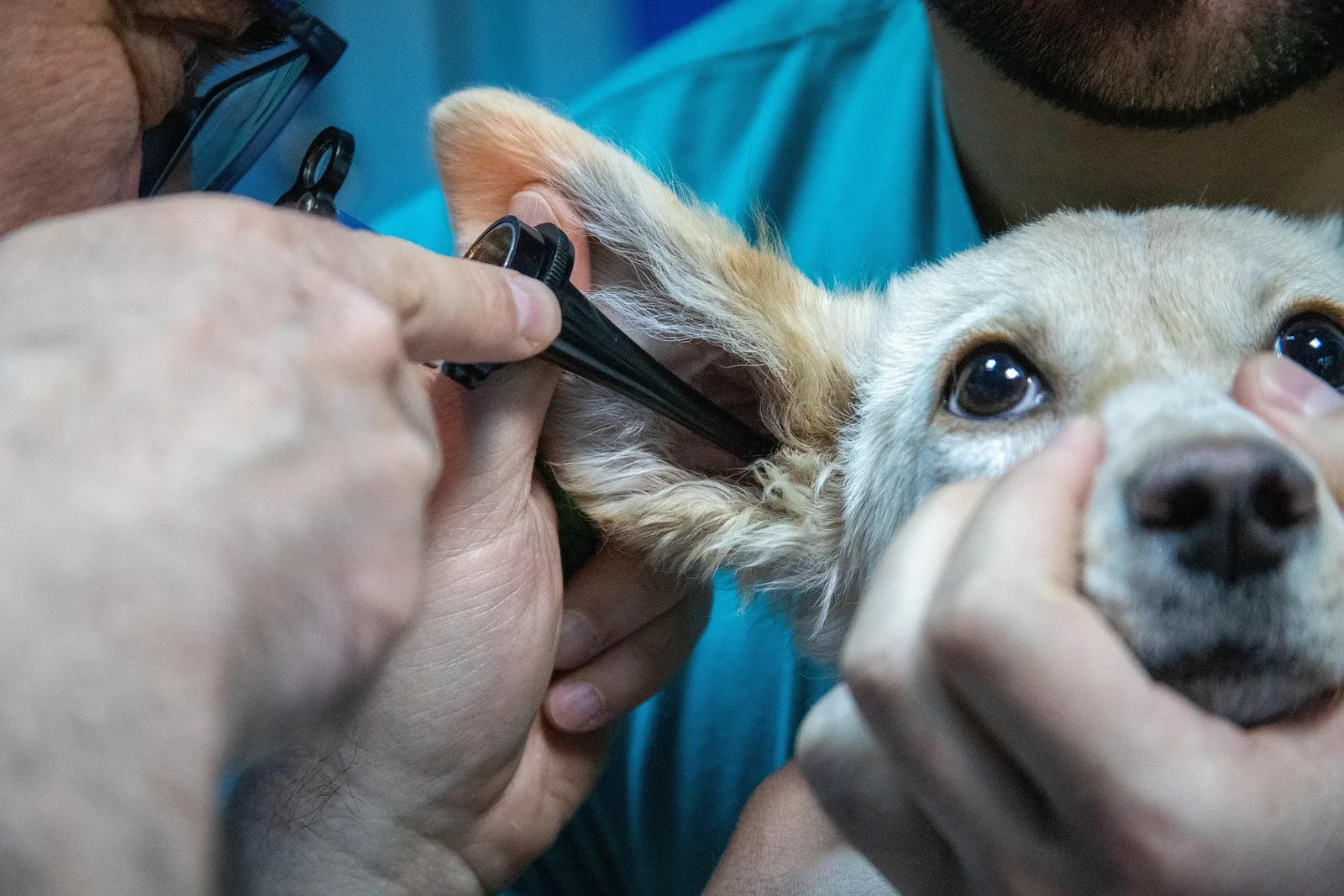 Veterinarian examining a dog's ear with an otoscope