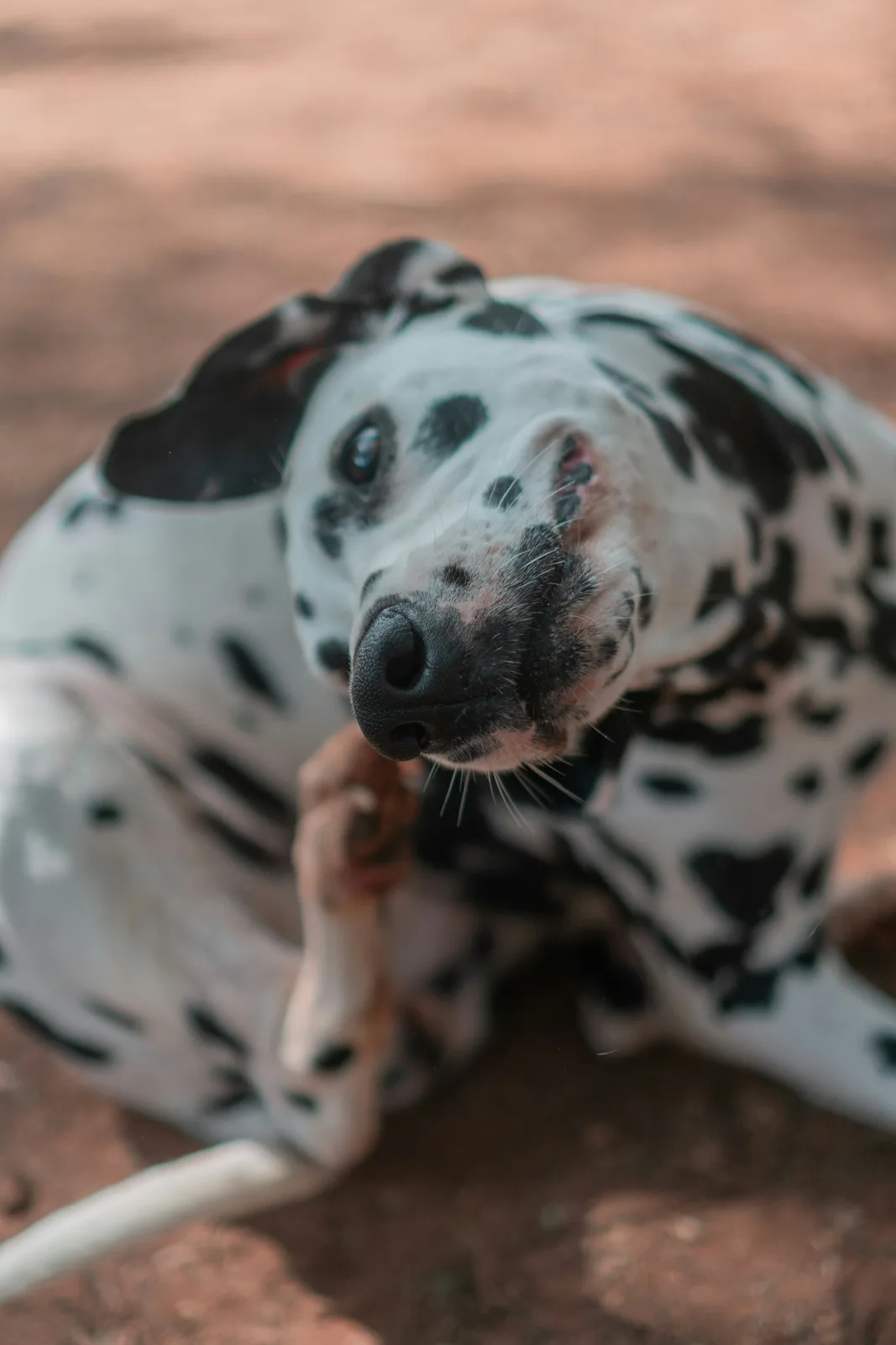 Spotted dog scratching its skin