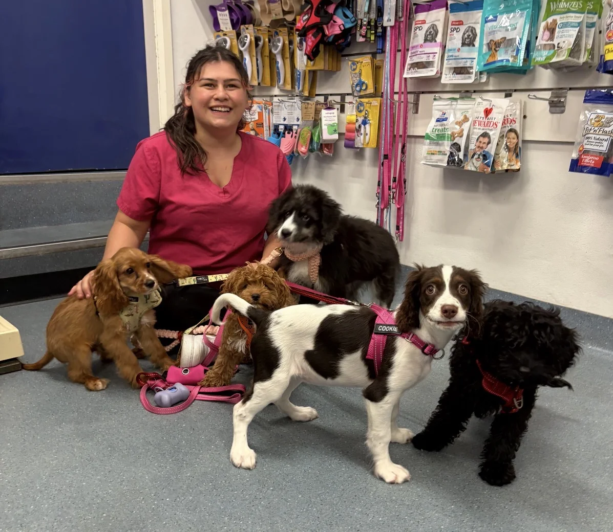 Puppy Preschool instructor with five puppies at Five Dock Veterinary Hospital