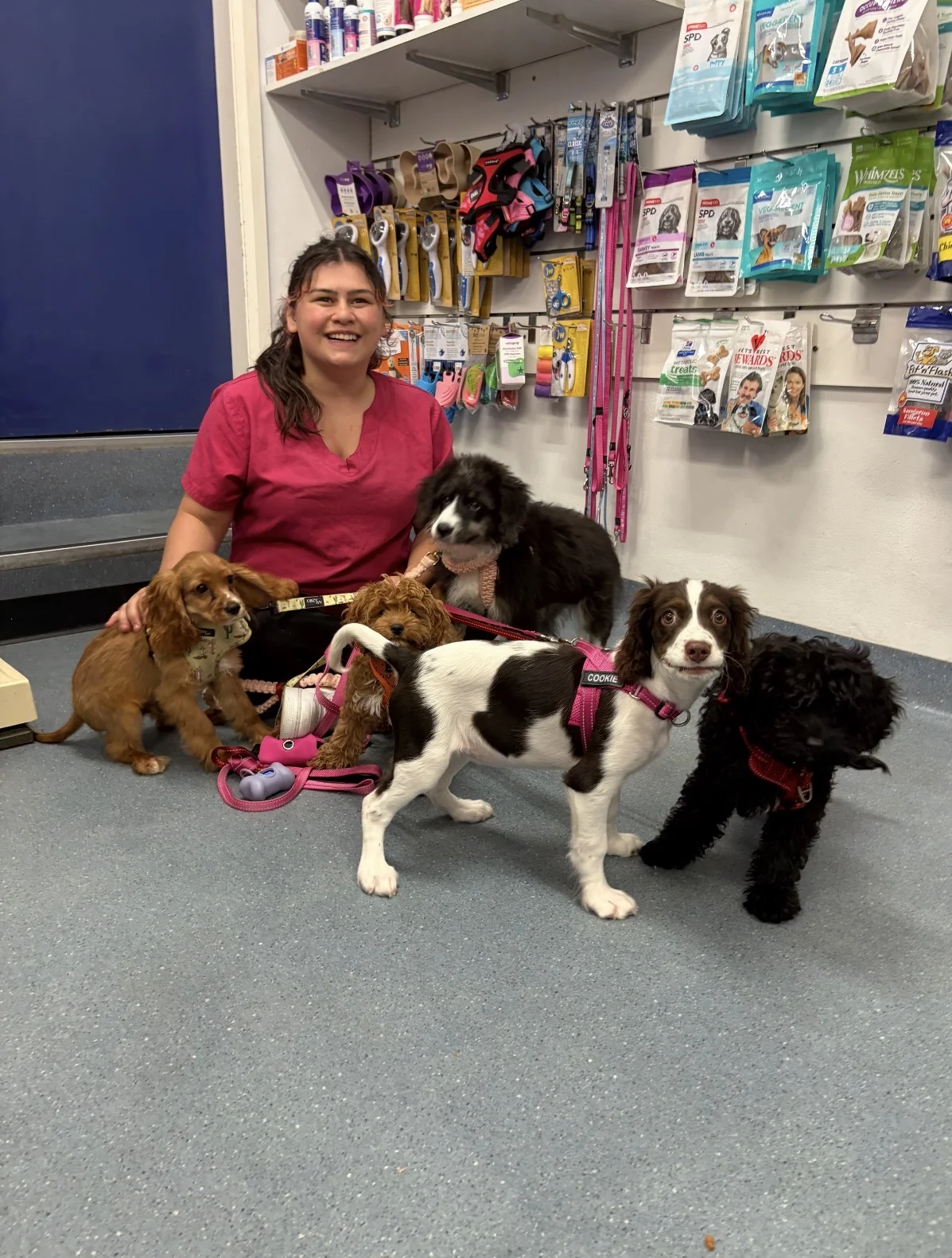Puppy Preschool instructor with five puppies at Five Dock Veterinary Hospital