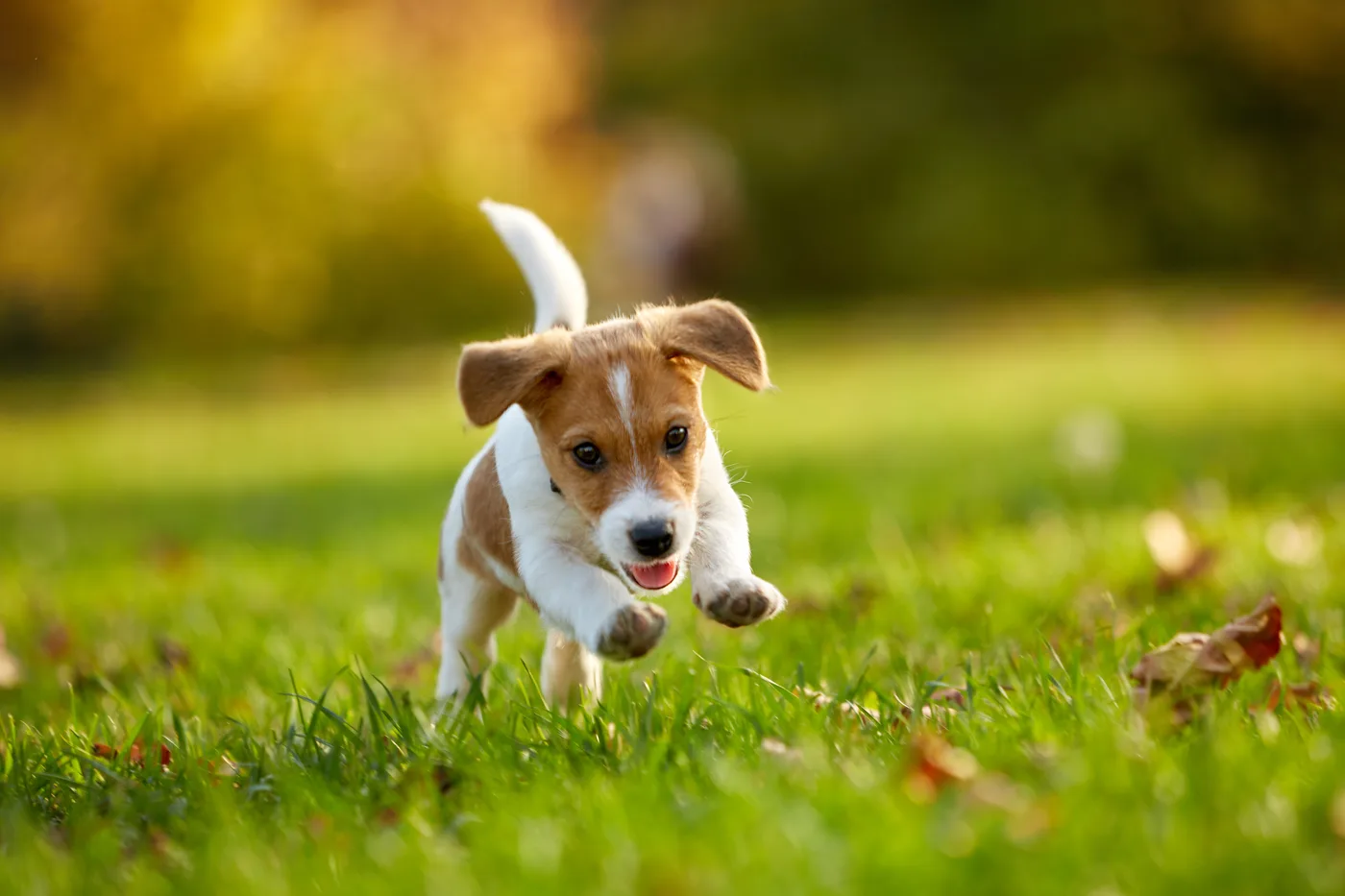 Jack Russell puppy running through the grass