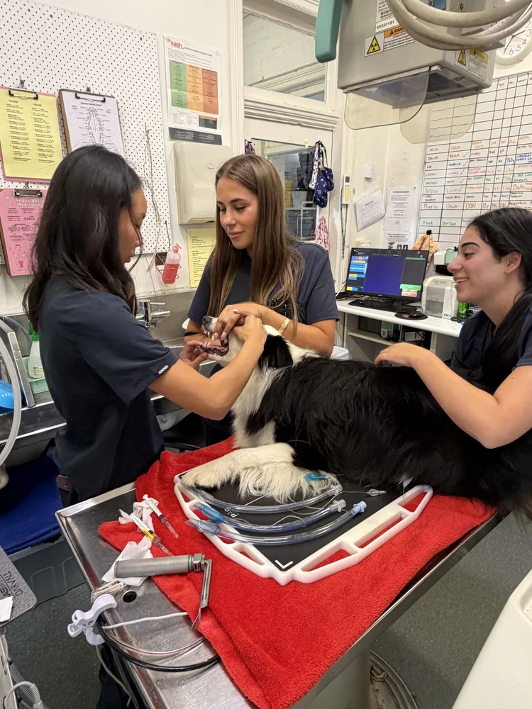 Five Dock vet performing a dental check on a patient