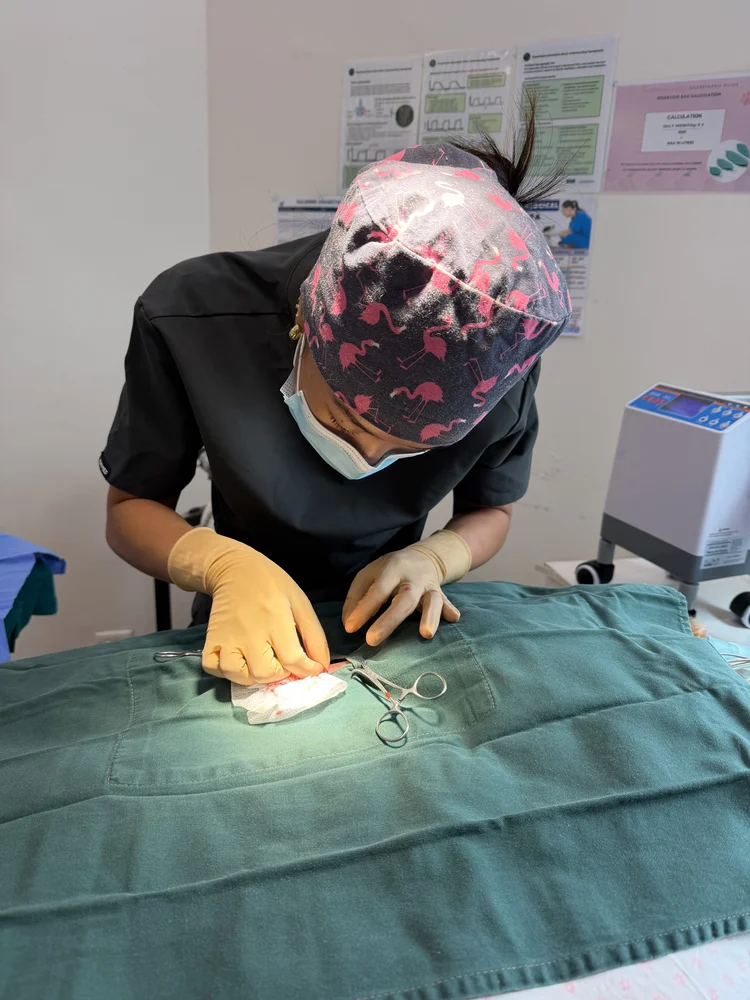 Five Dock vet performing a routine surgical procedure