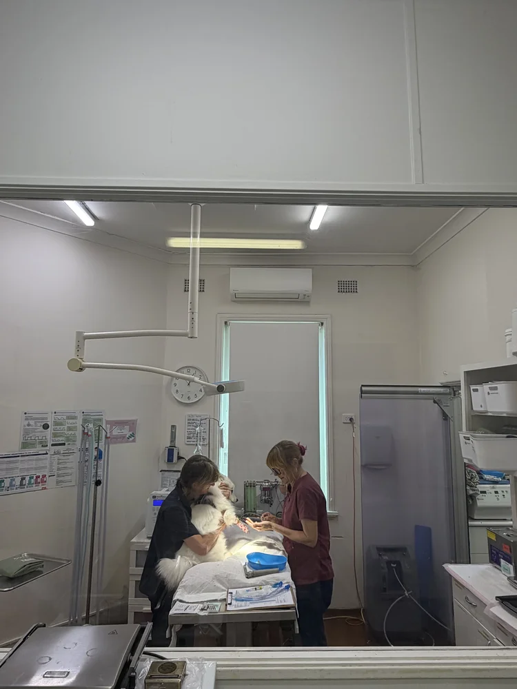 Five Dock vet giving a vaccination to a patient