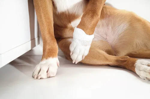 Dog sitting with a bandaged front leg