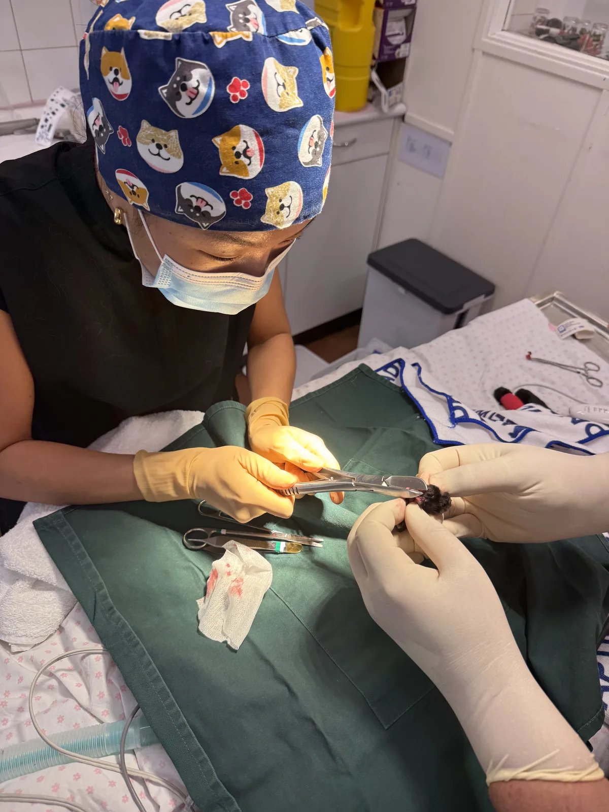 Five Dock vet preparing a patient for a surgical procedure