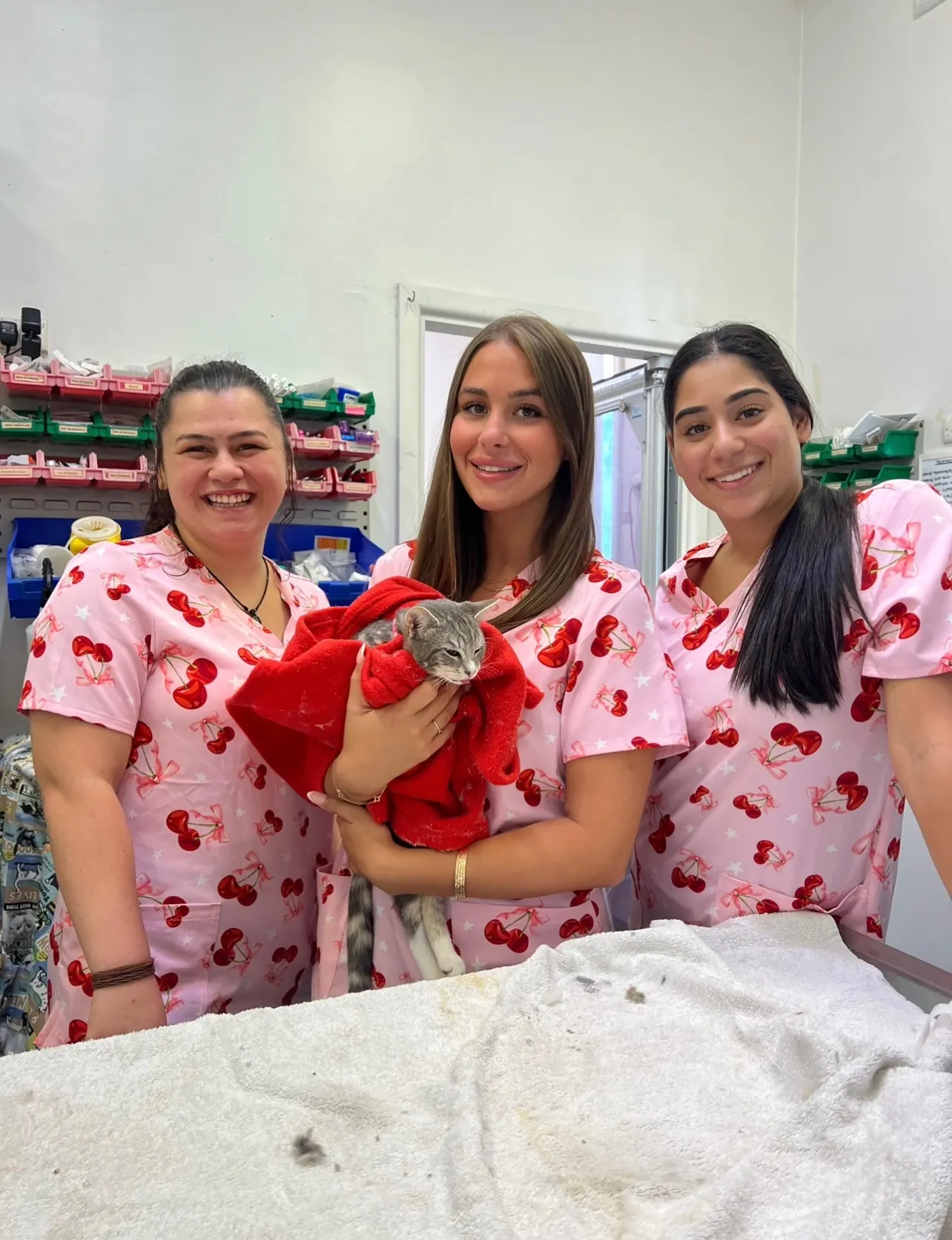 Five Dock Veterinary Hospital team caring for a cat